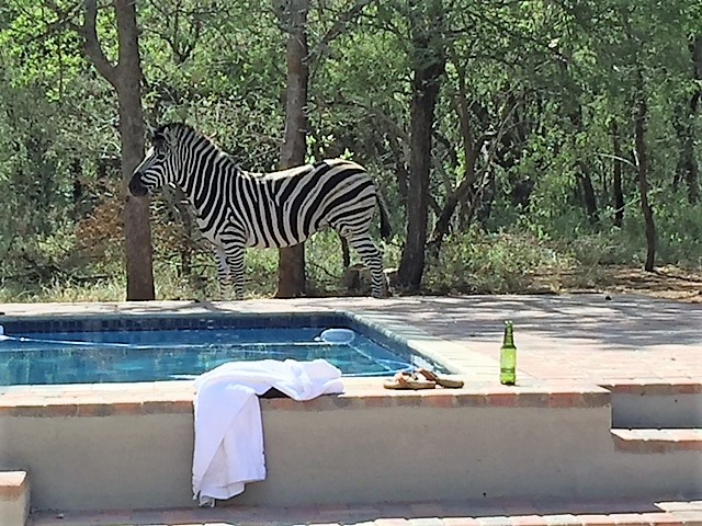 pool visitor in back yard