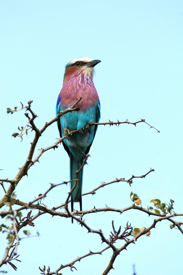 Lilac-breasted Roller in Marloth