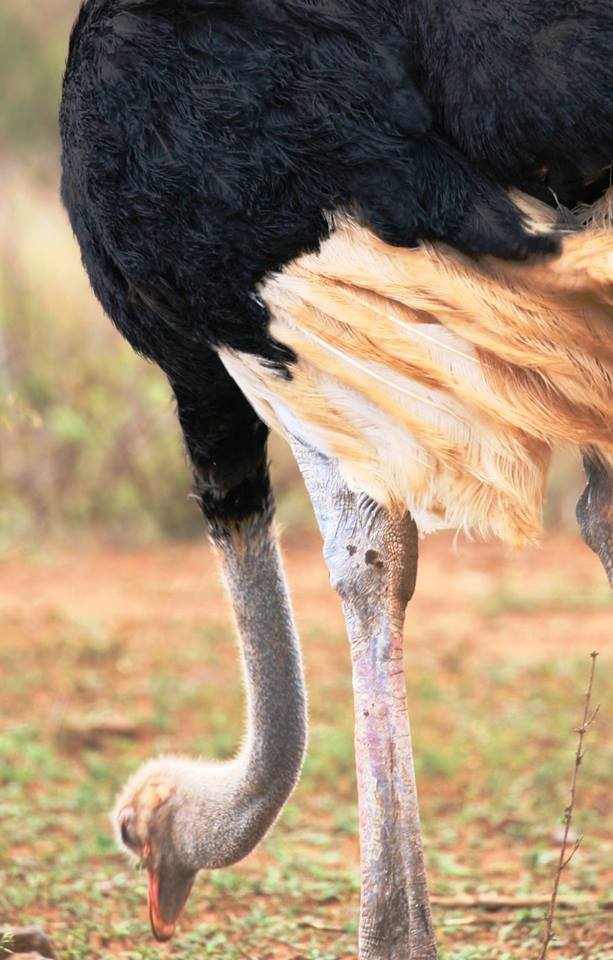 Ostrich in Marloth