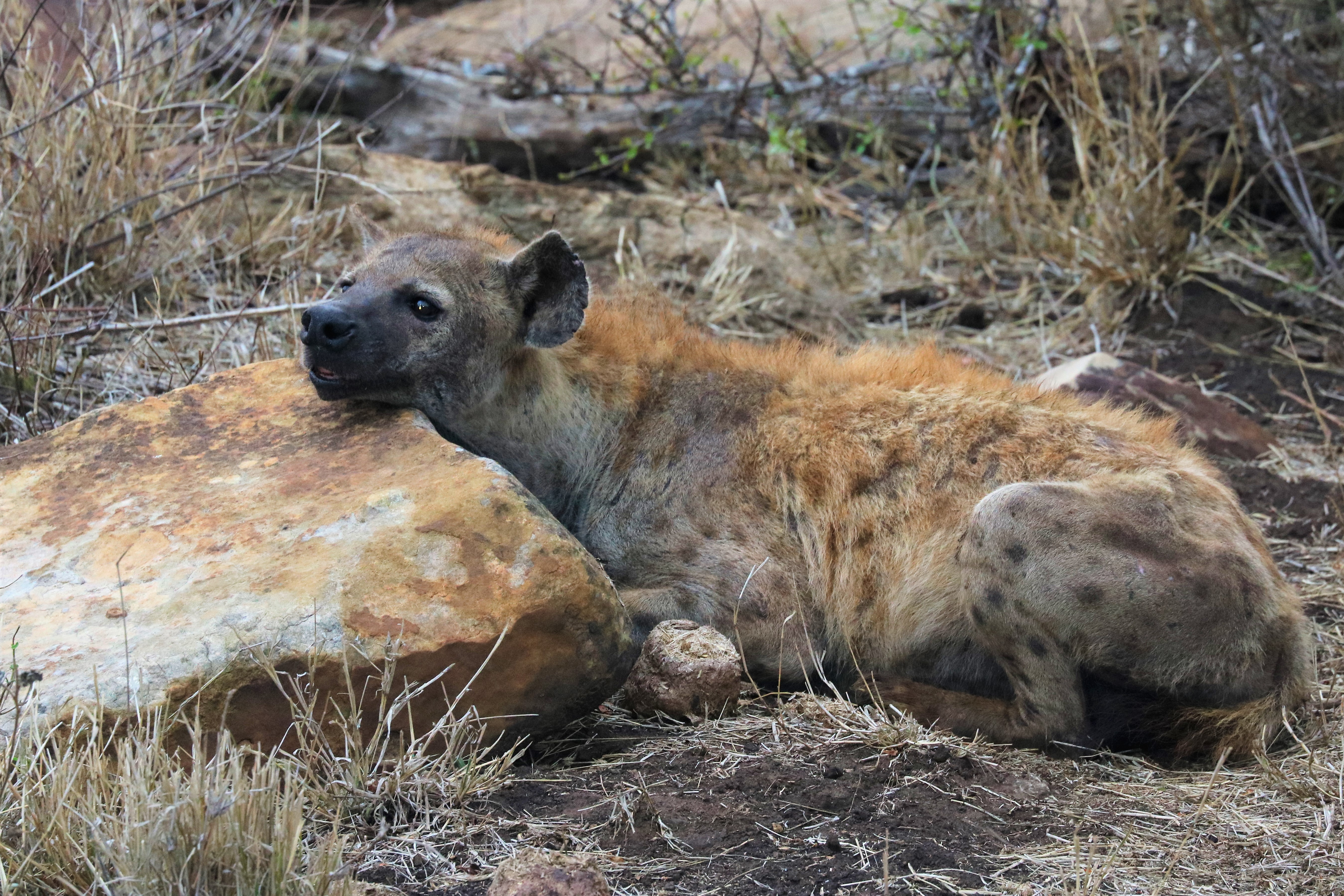 camoflage hyena
