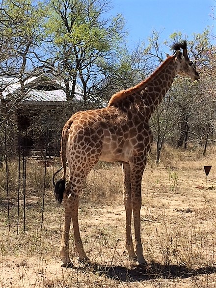 young giraffe next door